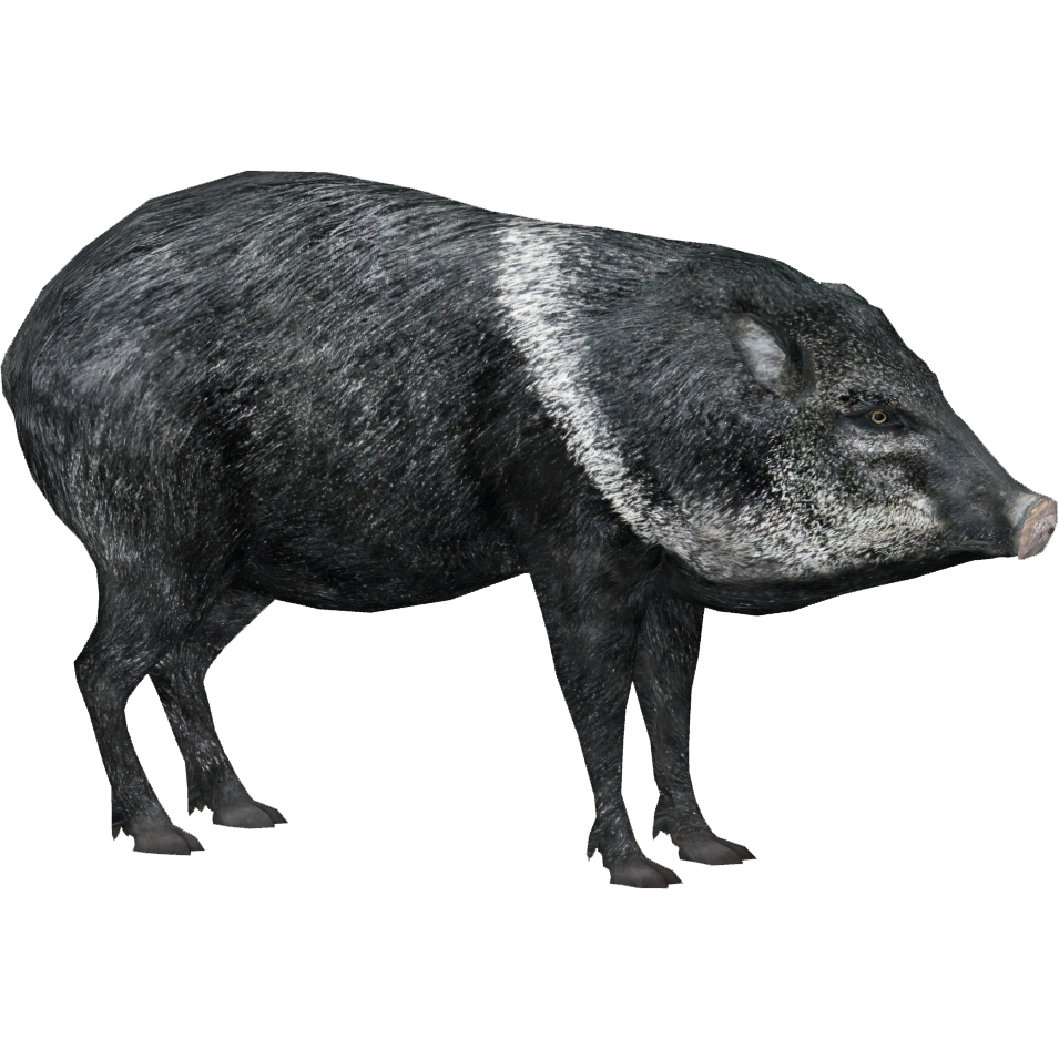 Peccaries PNG Photo Image