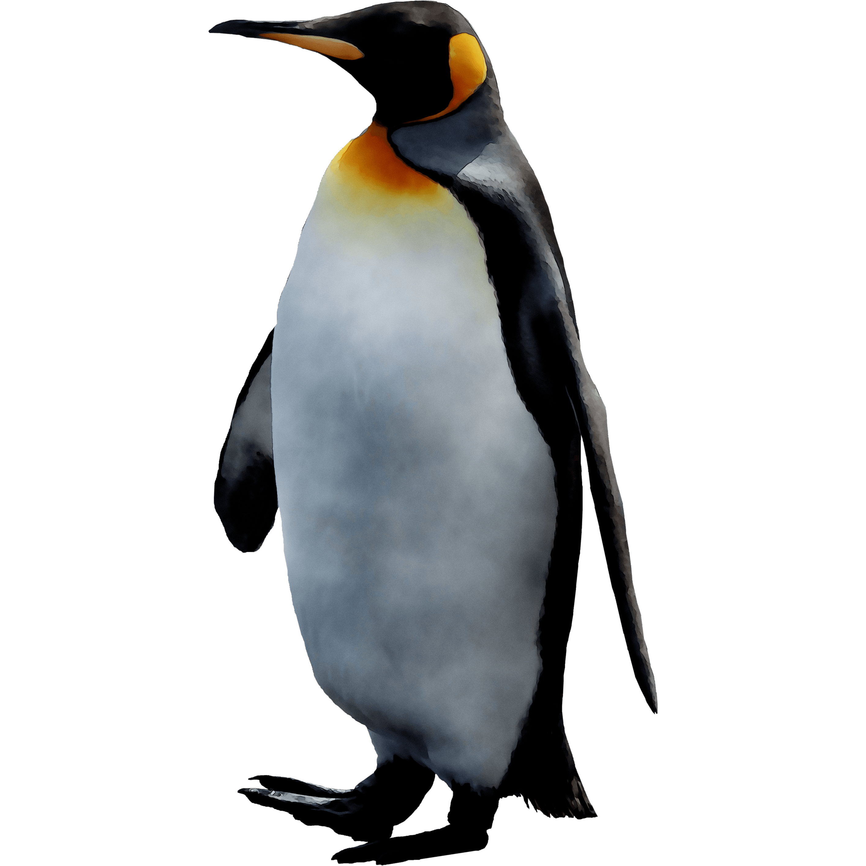 Penguin PNG Background