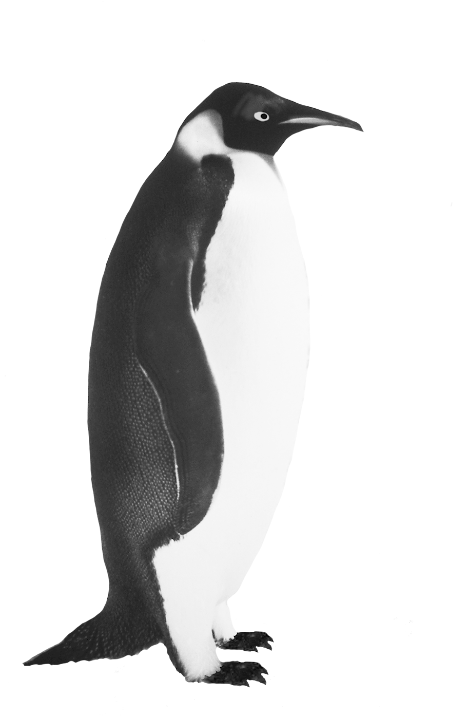 Penguin Transparent Background