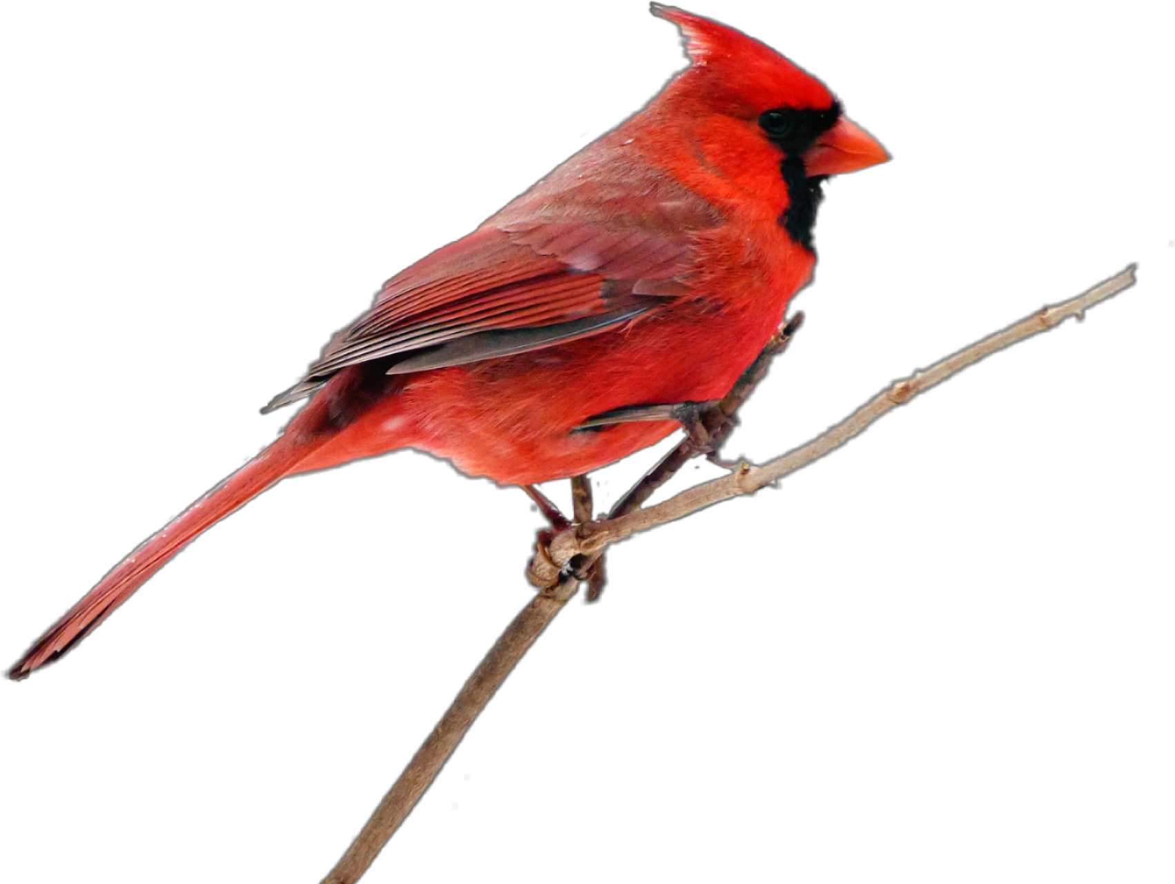 Pied Northern Cardinal Background PNG Image