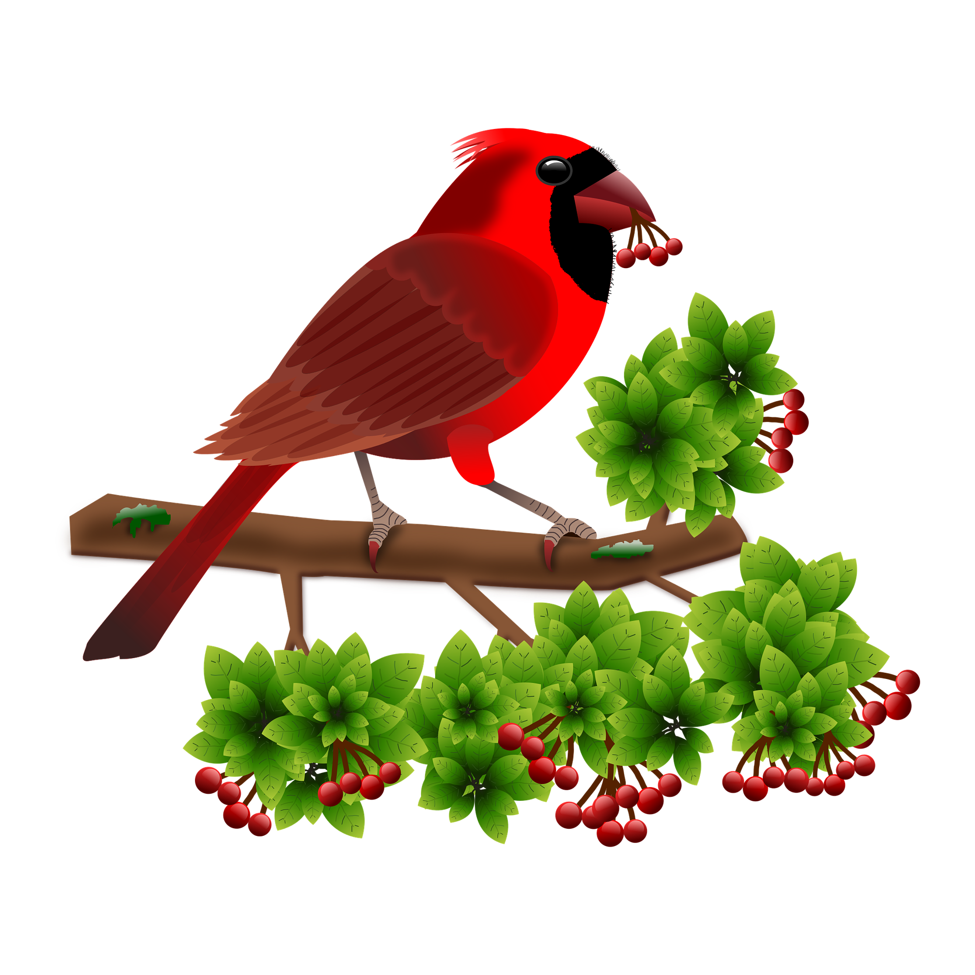 Pied Northern Cardinal PNG Free File Download