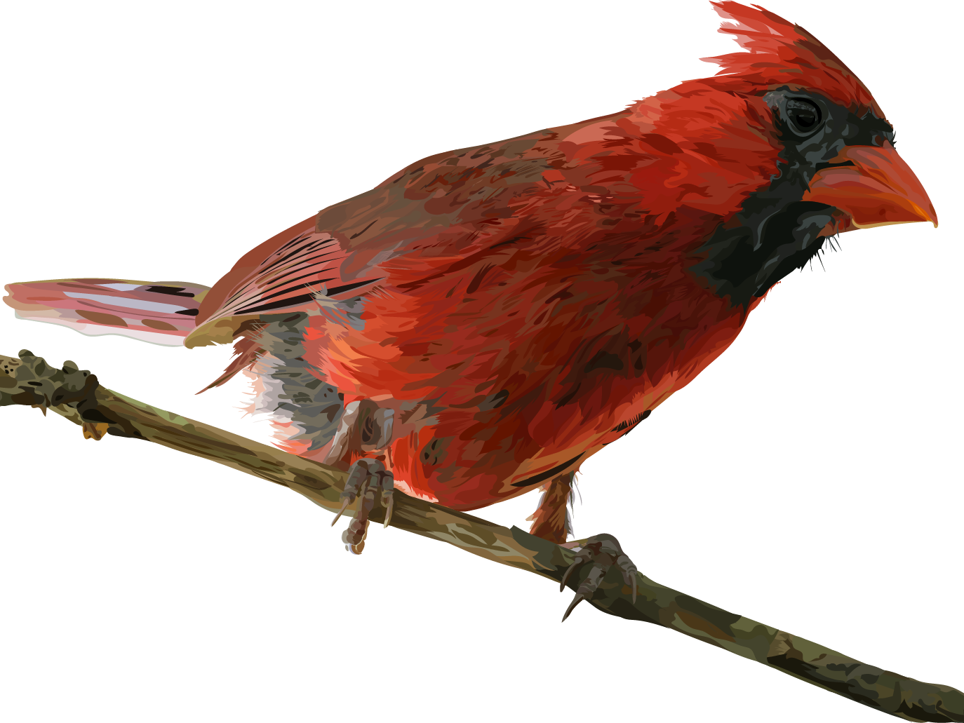 Pied Northern Cardinal PNG HD Quality