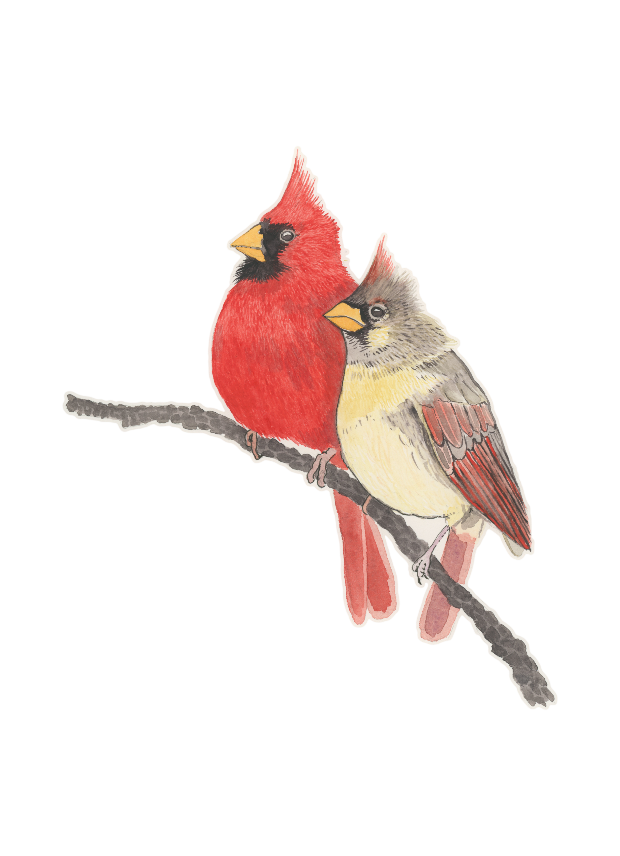 Pied Northern Cardinal PNG Images HD