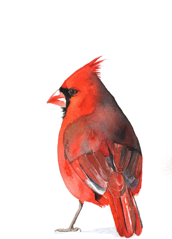 Pied Northern Cardinal Transparent Background