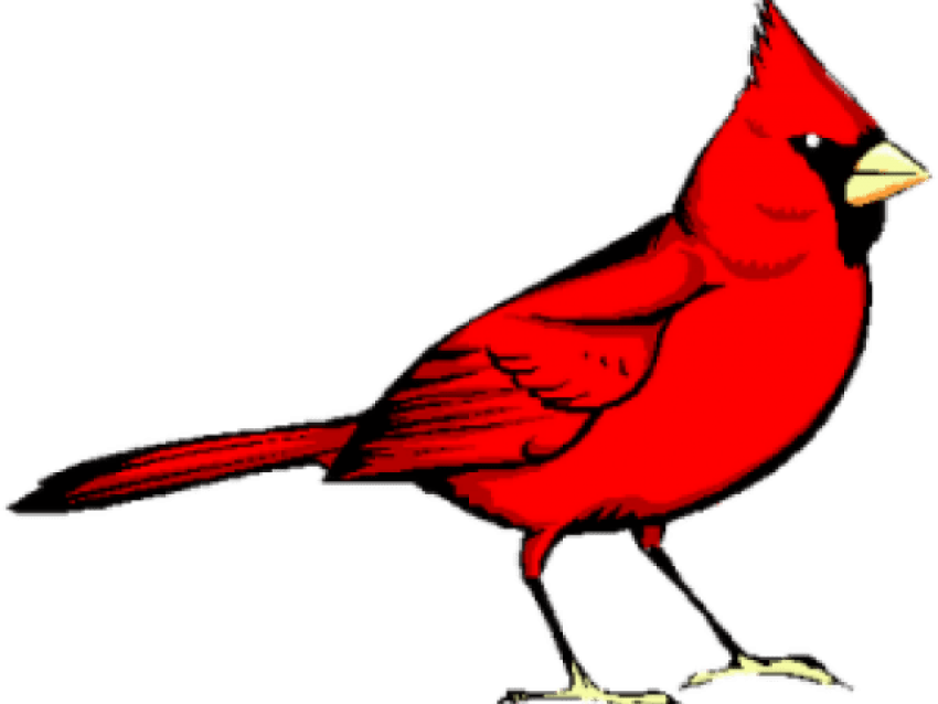 Pied Northern Cardinal Transparent Image