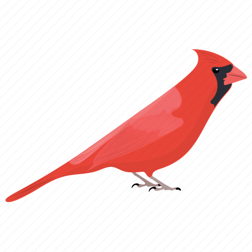 Pied Northern Cardinal Transparent PNG