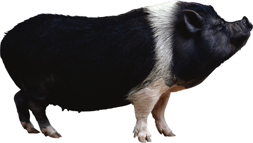 Pig Background PNG