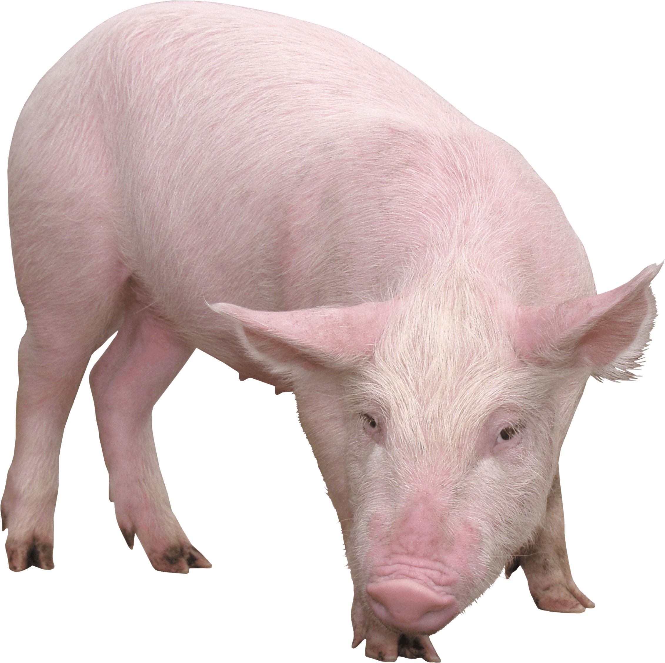 Pig PNG Clipart Background