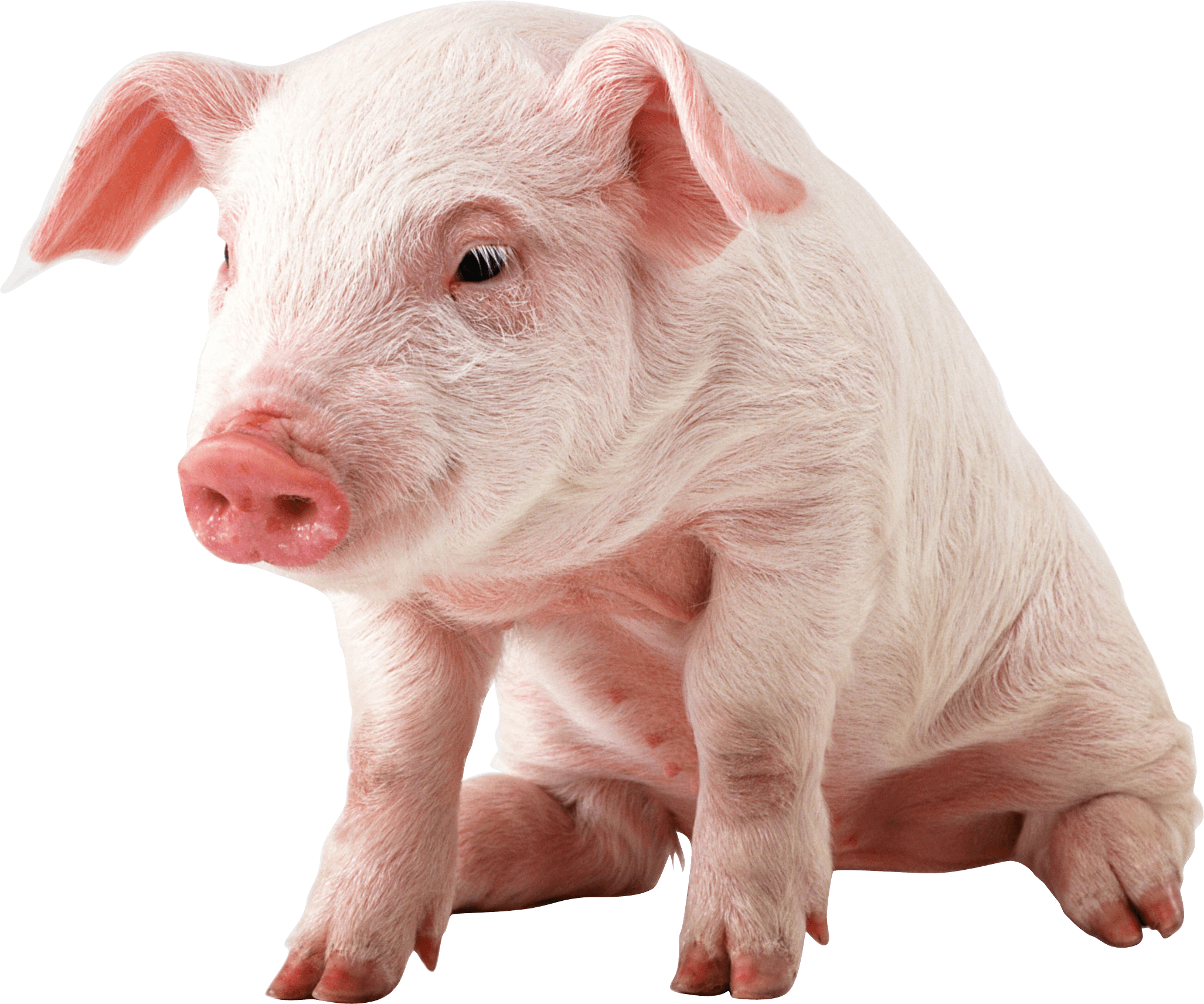 Pig Transparent Image