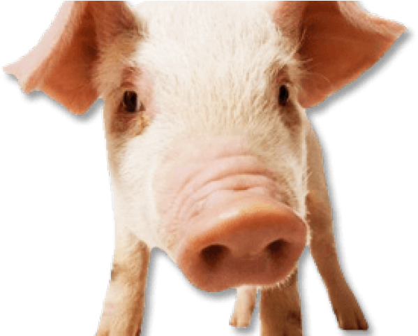 Pig Transparent Images