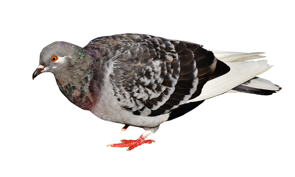 Pigeon No Background