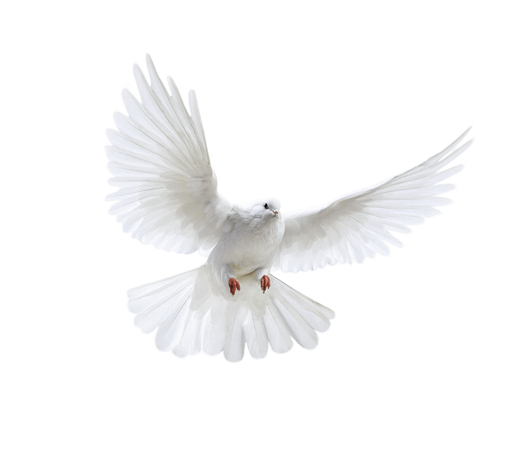 Pigeon PNG Background