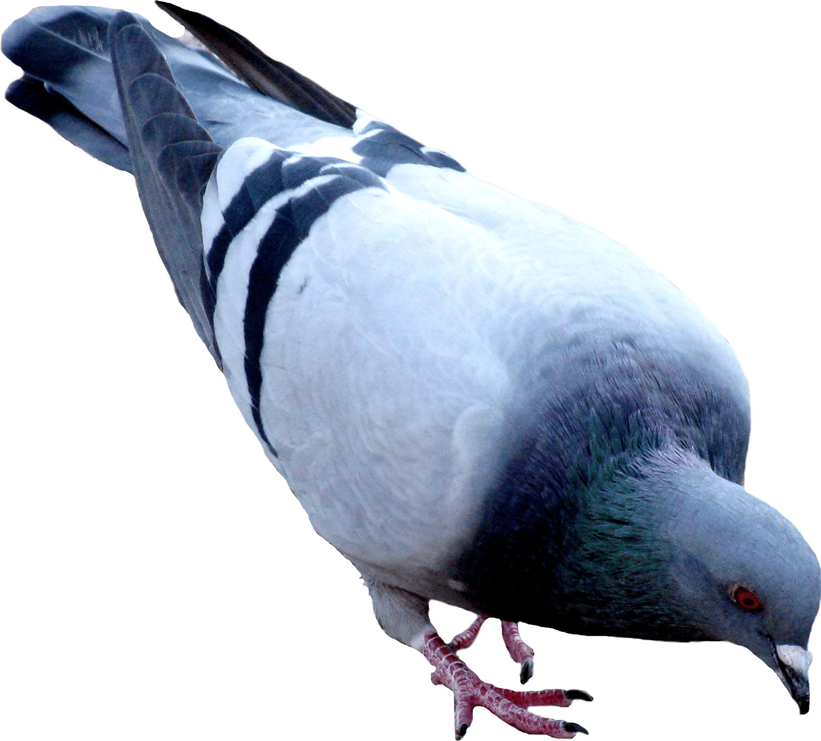 Pigeon PNG Clipart Background