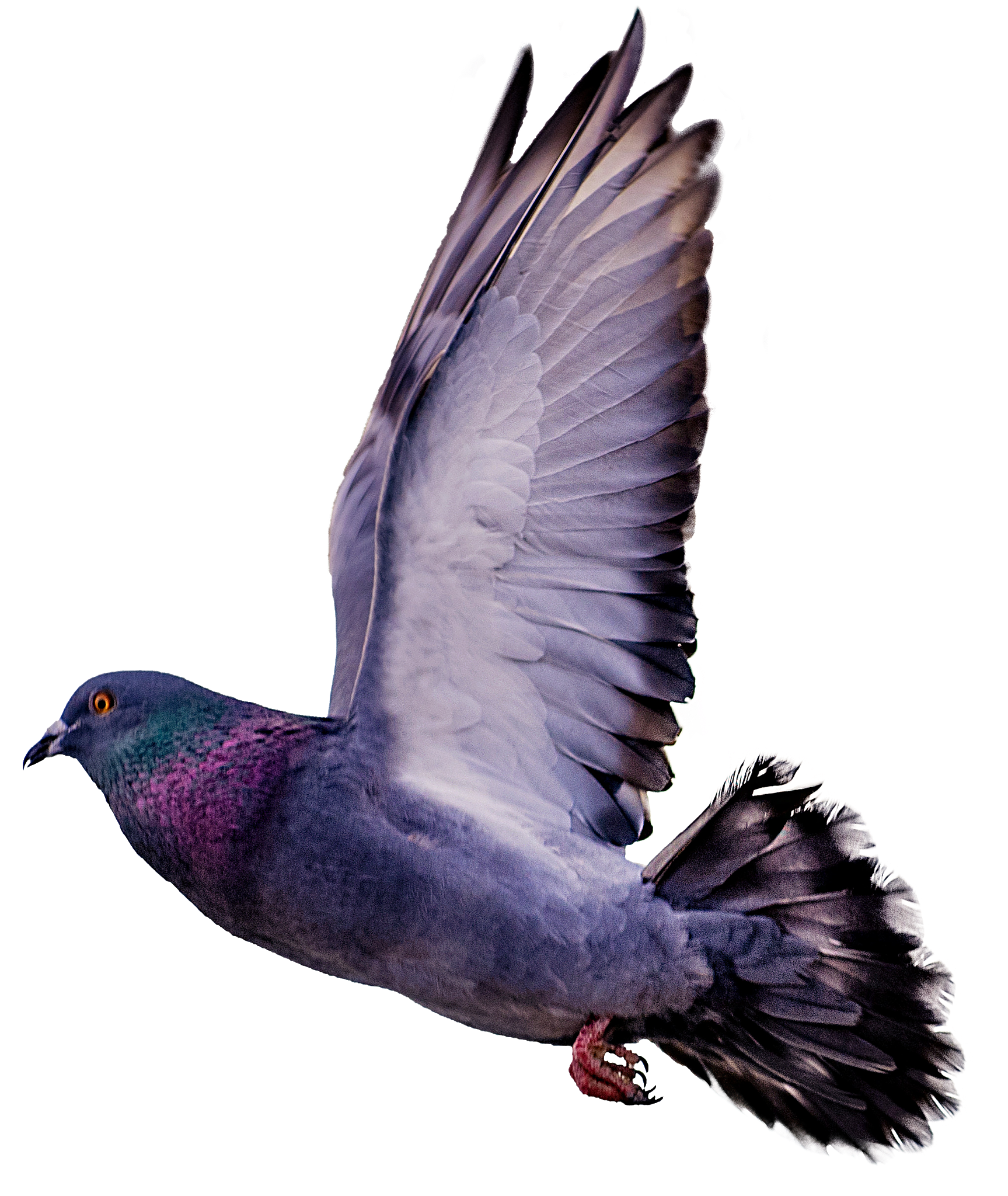 Pigeon PNG Pic Background