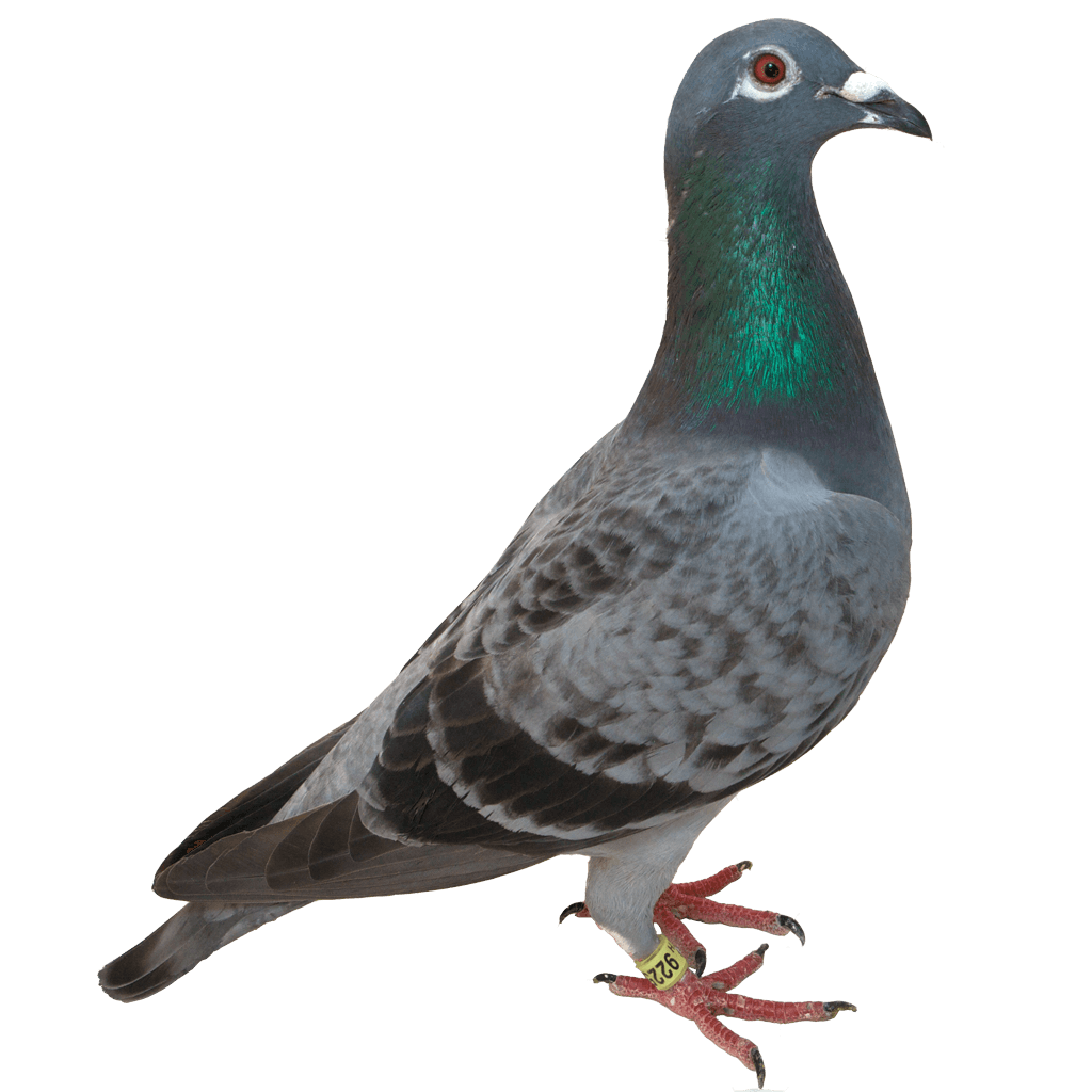 Pigeon Transparent Free PNG