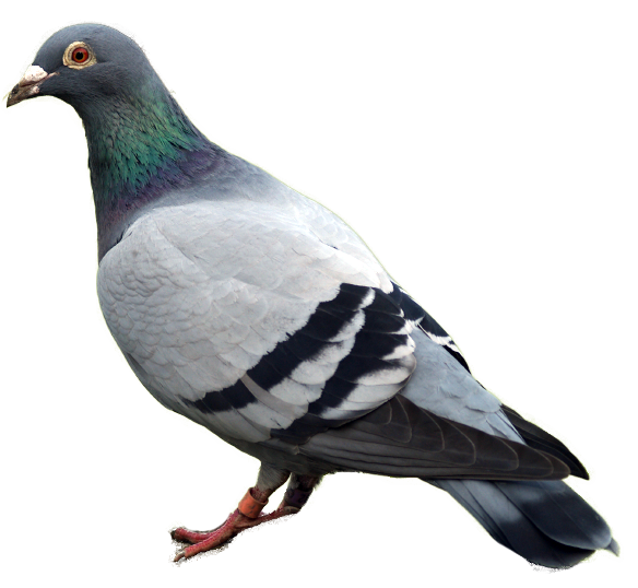 Pigeon Transparent Images
