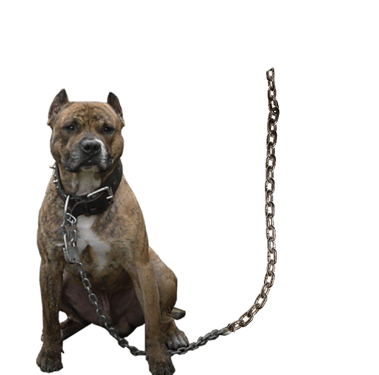 Pit Bulls PNG Background