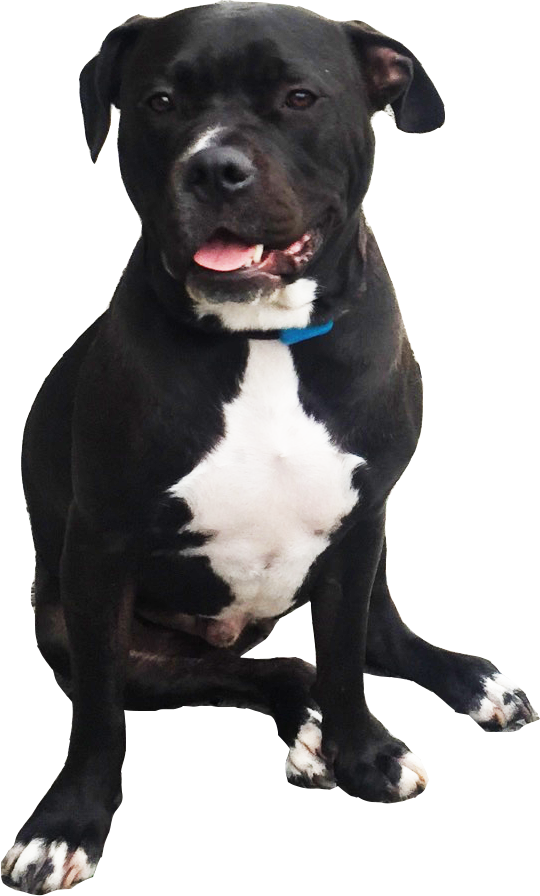 Pit Bulls PNG Clipart Background
