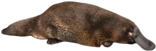 Platypus PNG Clipart Background