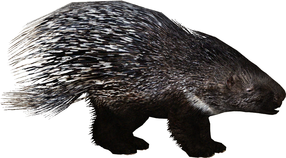 Porcupine PNG Clipart Background