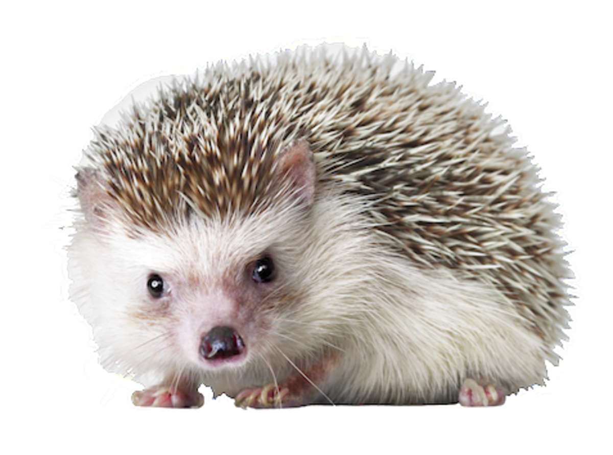 Porcupine PNG Pic Background