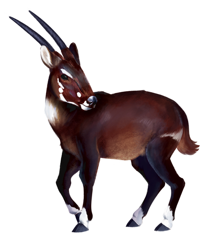 Pronghorn Free PNG