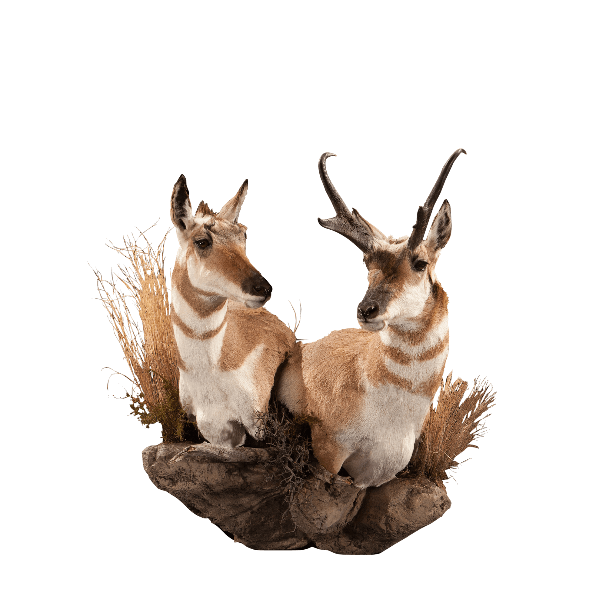 Pronghorn PNG Images HD