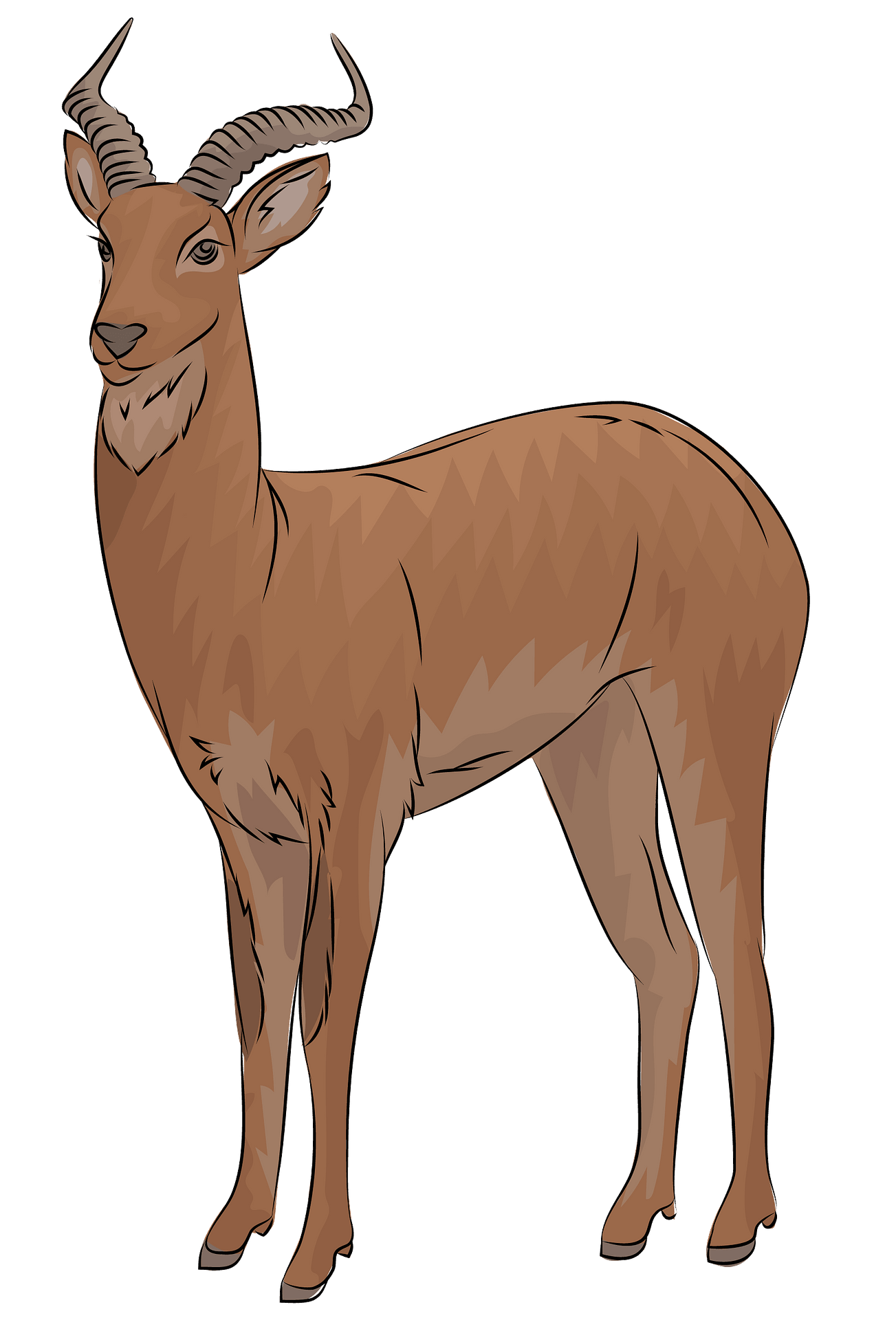 Pronghorn PNG Photo Image
