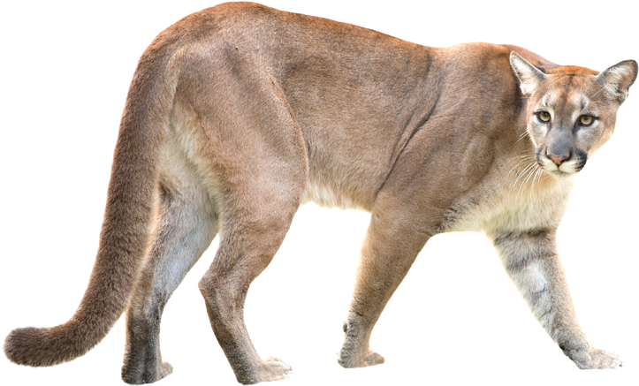 Puma Animal PNG Background