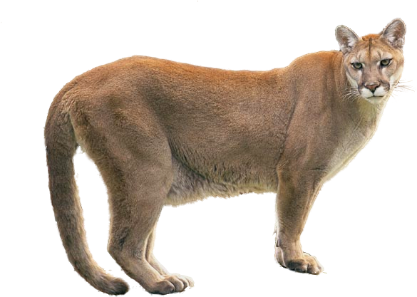 Puma Animal Transparent Image