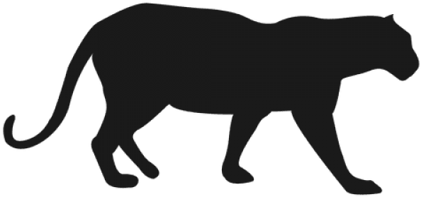 Puma Animal Transparent PNG