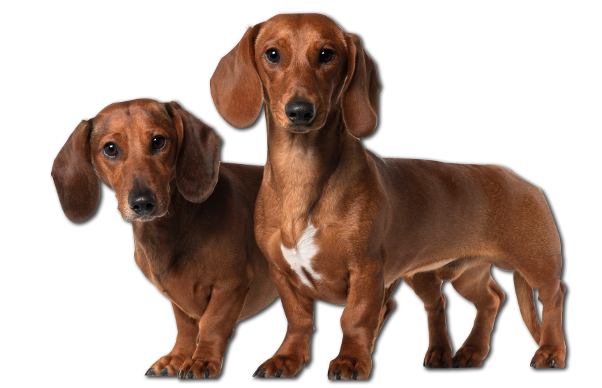 Puppies Background PNG Image