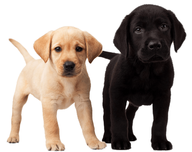 Puppies Free PNG