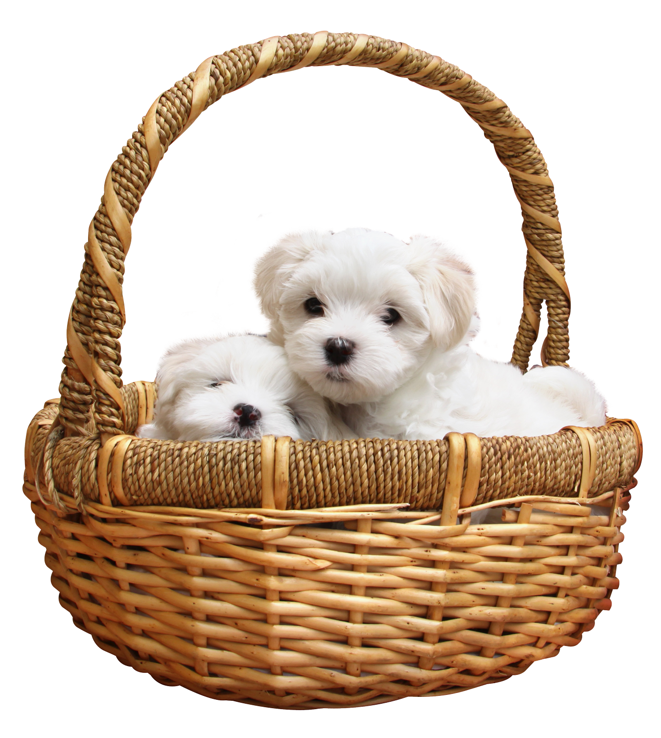 Puppies PNG Background