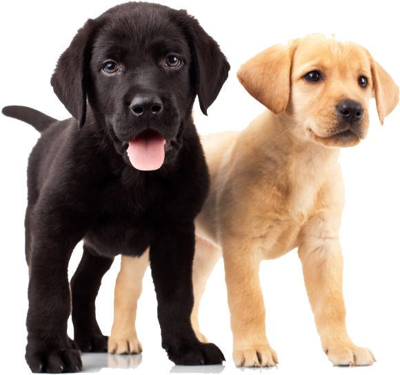 Puppies PNG Clipart Background