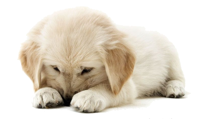 Puppies PNG HD Quality