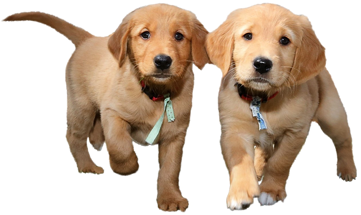 Puppies PNG Images HD