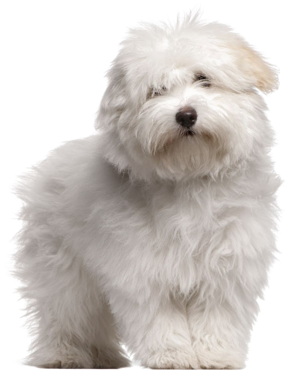 Puppies PNG Photo Image
