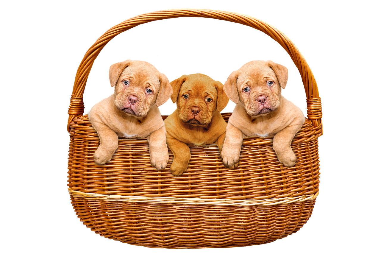 Puppies PNG Pic Background
