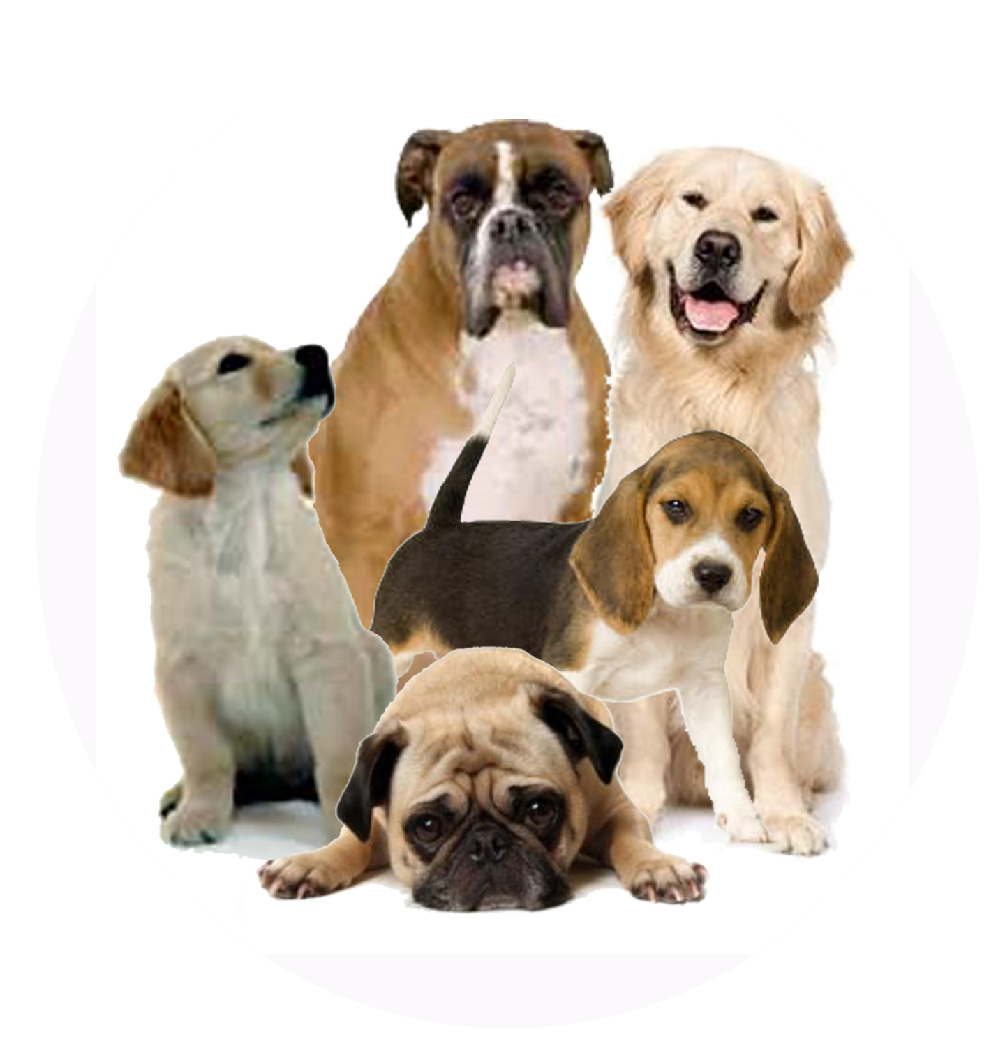Puppies Transparent Free PNG