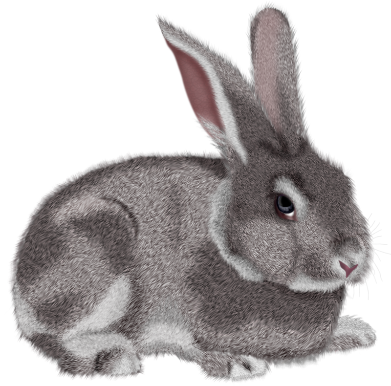Rabbit Download Free PNG
