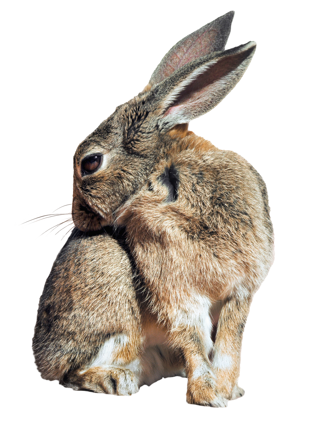 Rabbit PNG Background