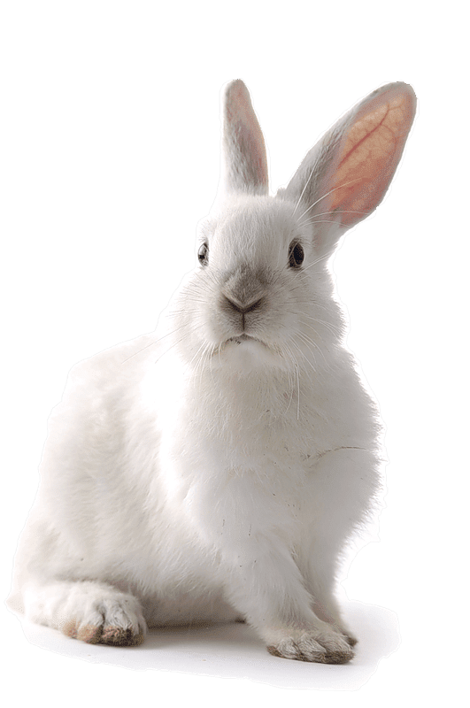 Rabbit PNG Clipart Background