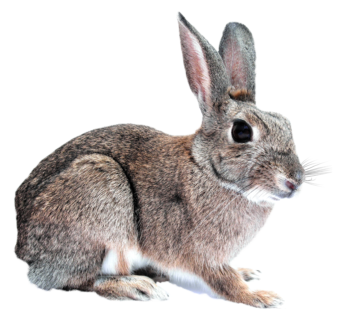 Rabbit PNG Free File Download