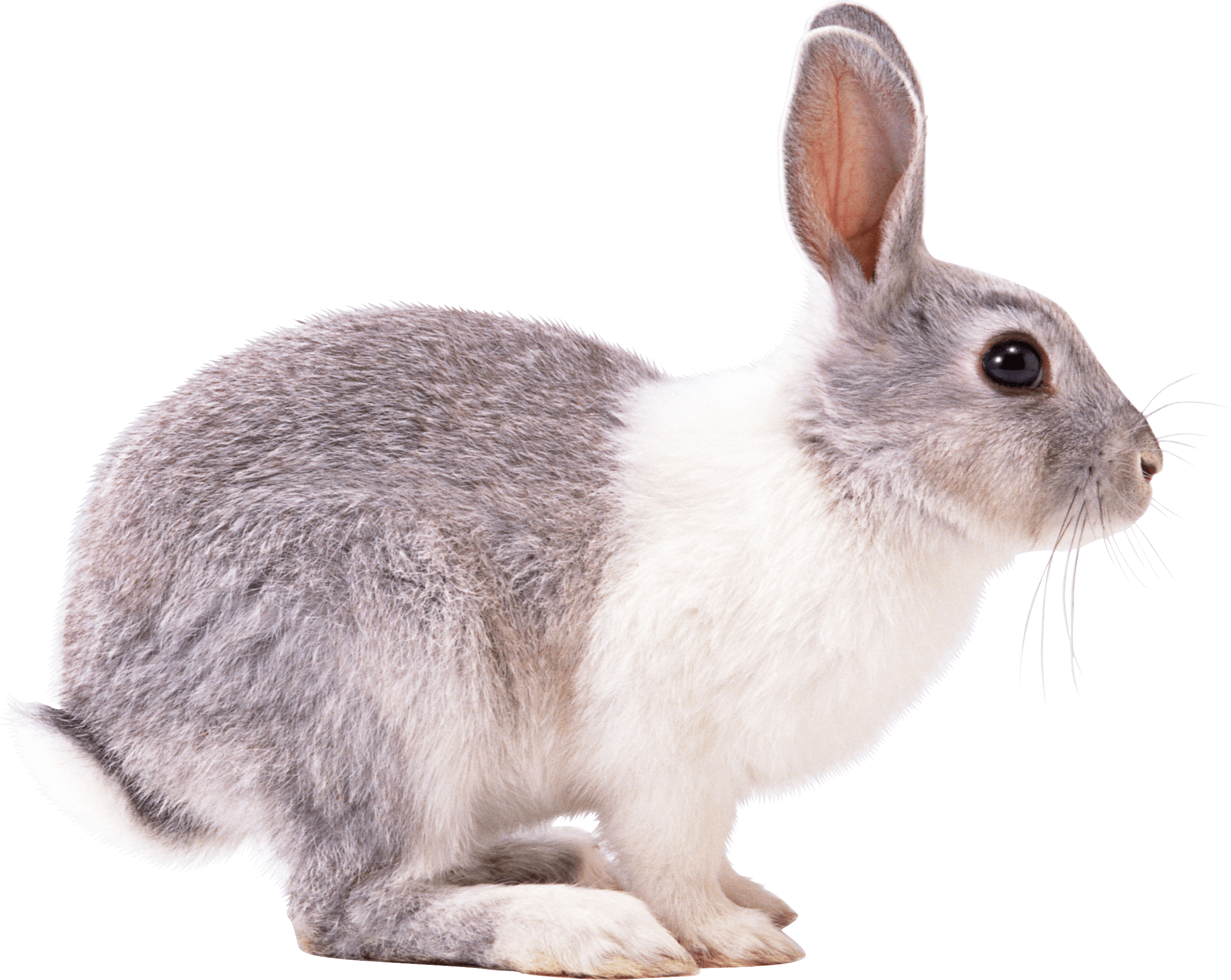 Rabbit PNG HD Quality