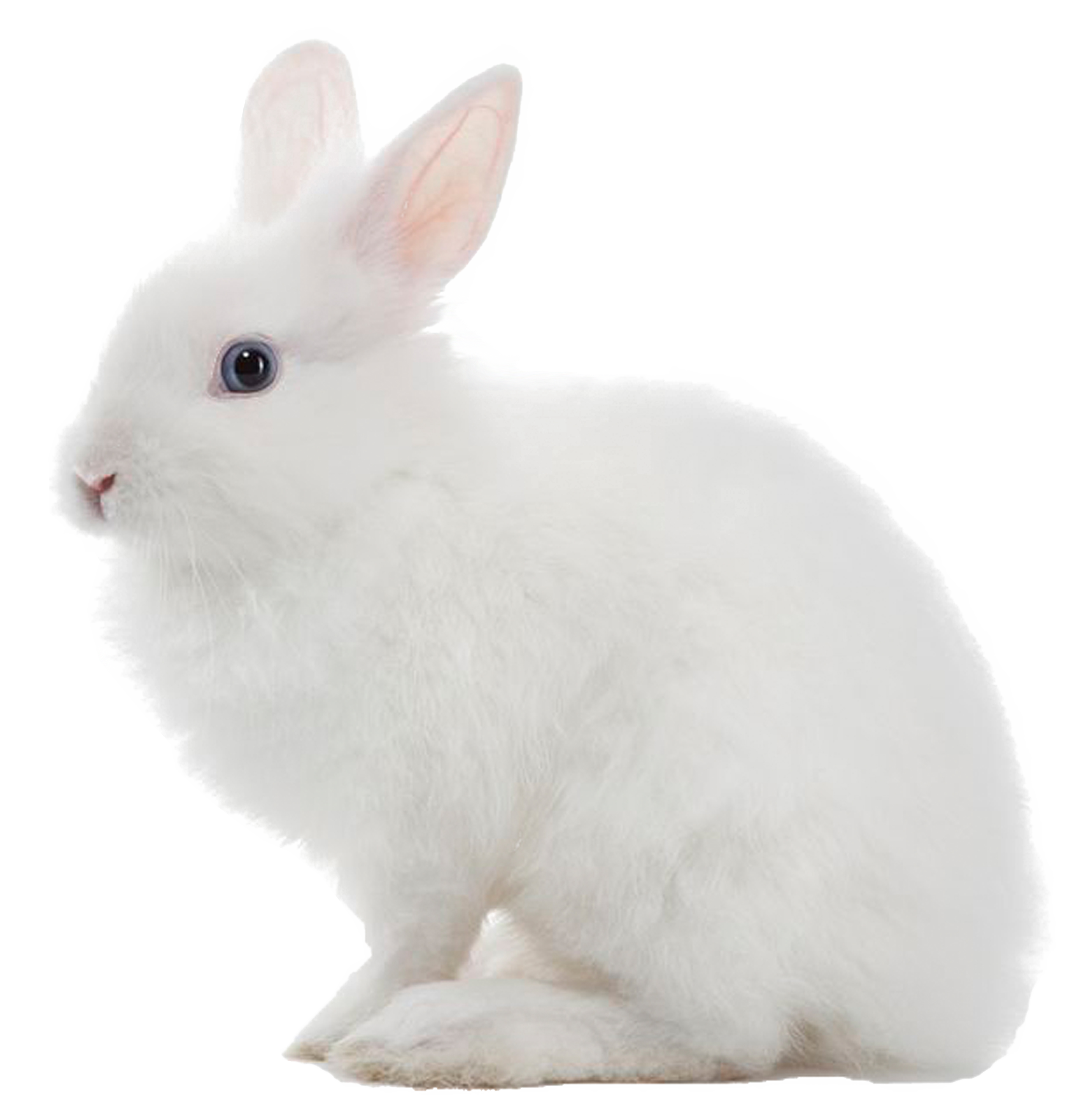 Rabbit PNG Photo Image
