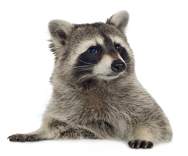 Raccoons Download Free PNG