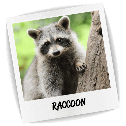 Raccoons Free PNG