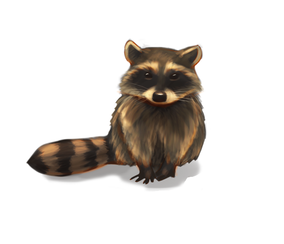 Raccoons PNG Background
