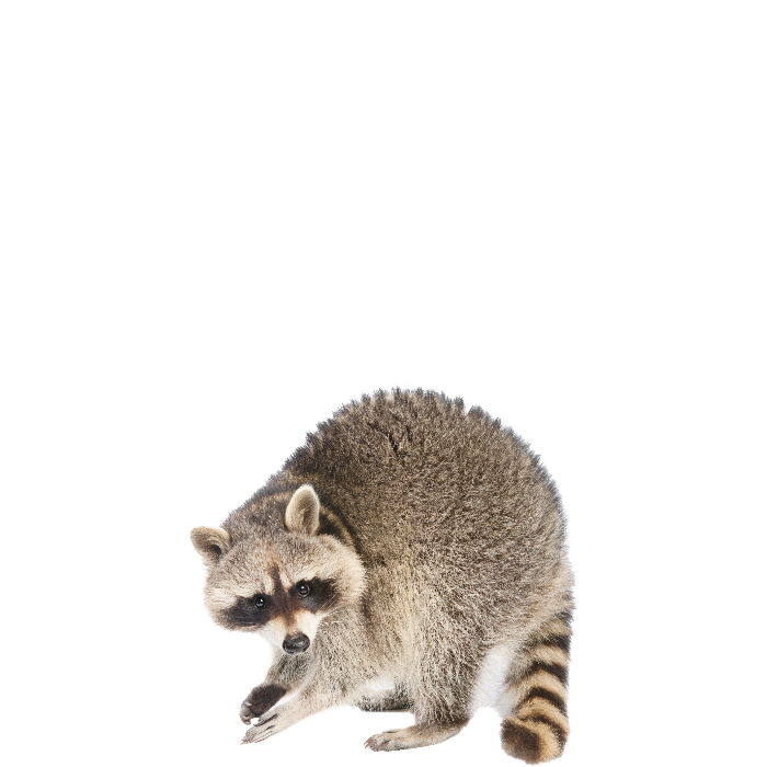 Raccoons PNG Free File Download